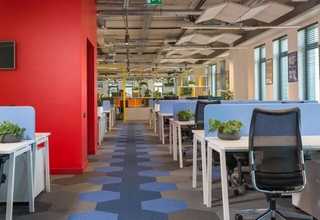 乐山高羊茅	草皮销售